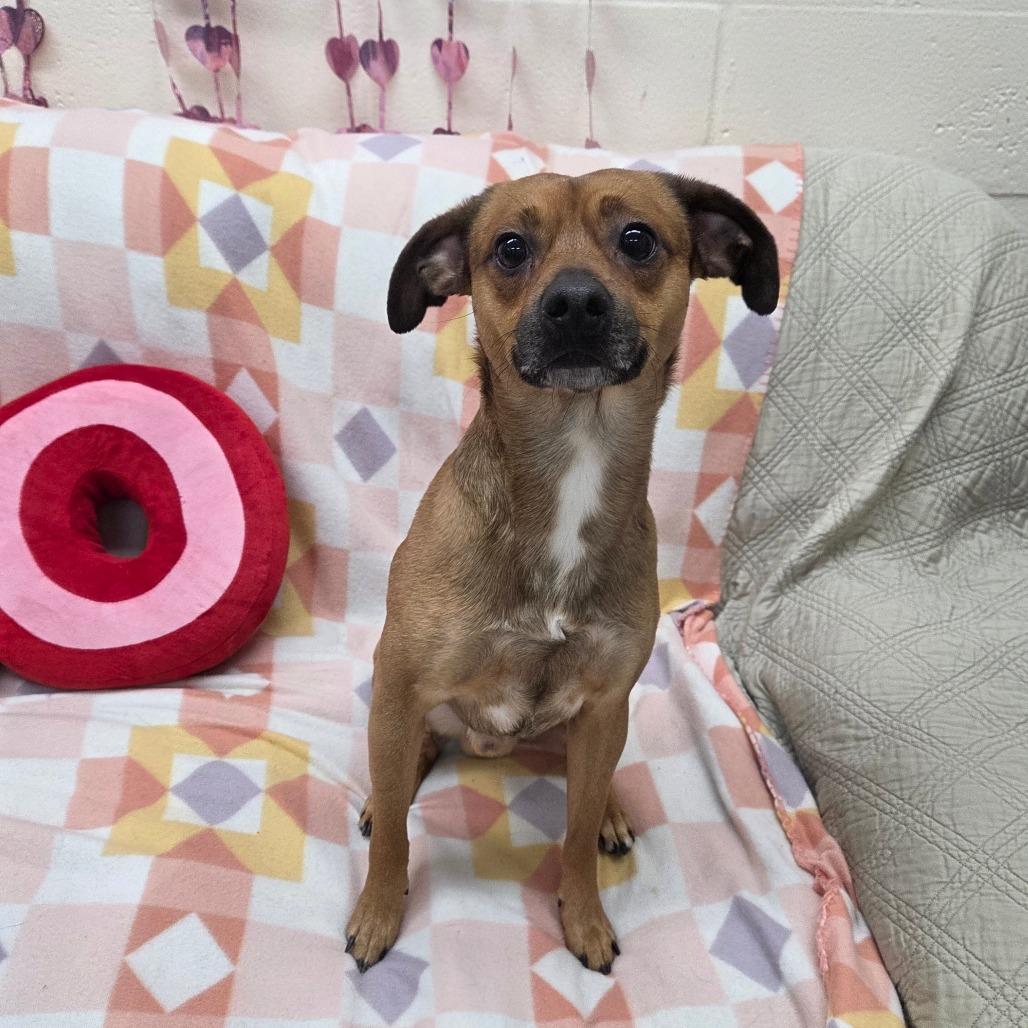 Enlarge Nacho, a Adoptable Mixed Breed in Pontiac, IL image 6/6