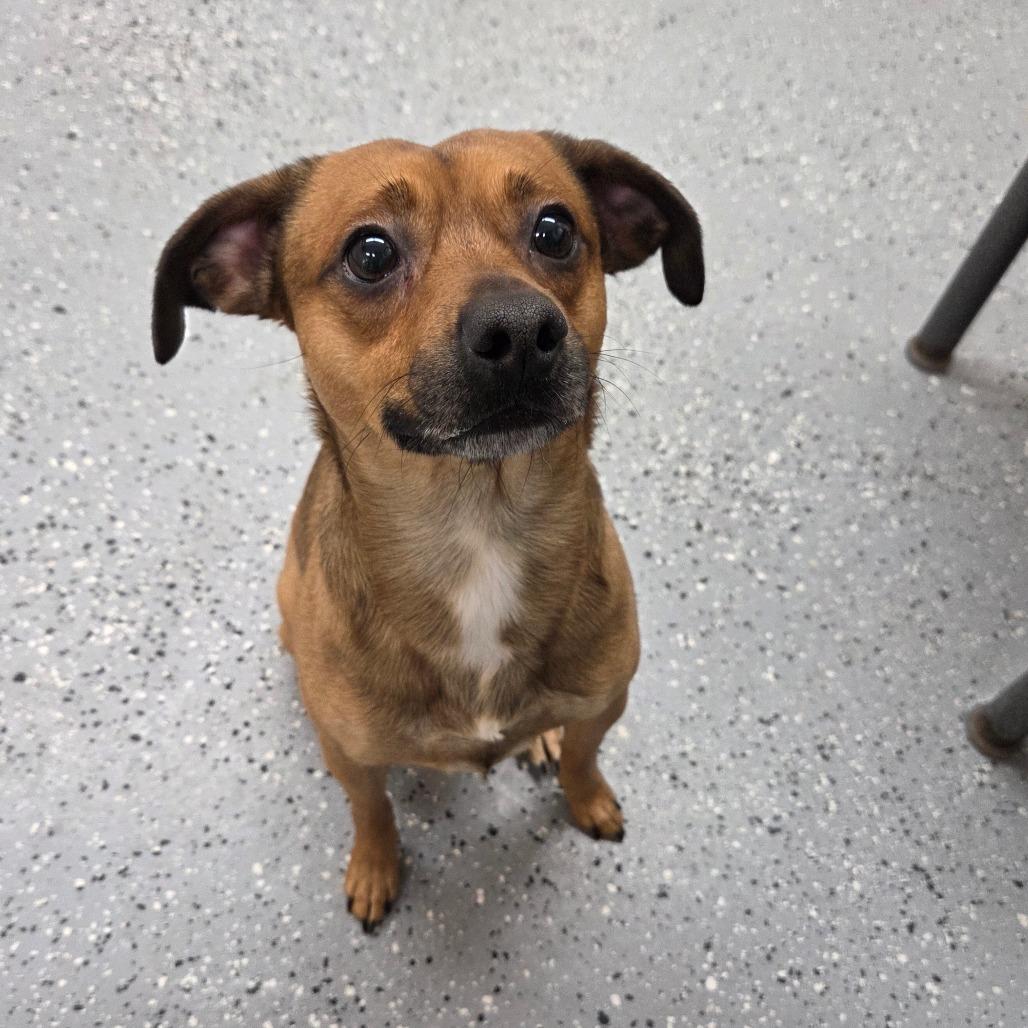 Enlarge Nacho, a Adoptable Mixed Breed in Pontiac, IL image 6/6