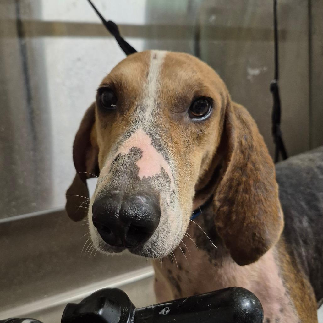 Enlarge Drew, a Adoptable Treeing Walker Coonhound in Chesapeake, VA image 1/2