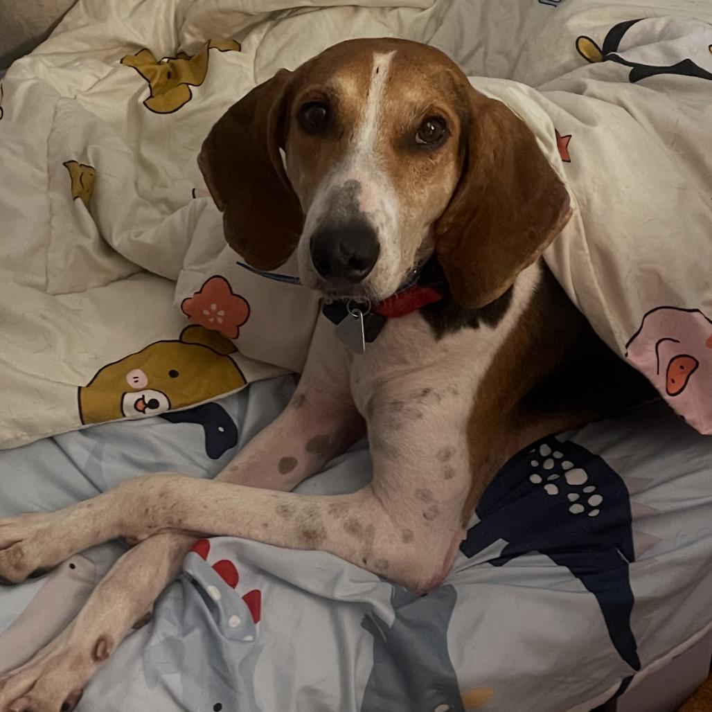 Enlarge Drew, a Adoptable Treeing Walker Coonhound in Chesapeake, VA image 2/2