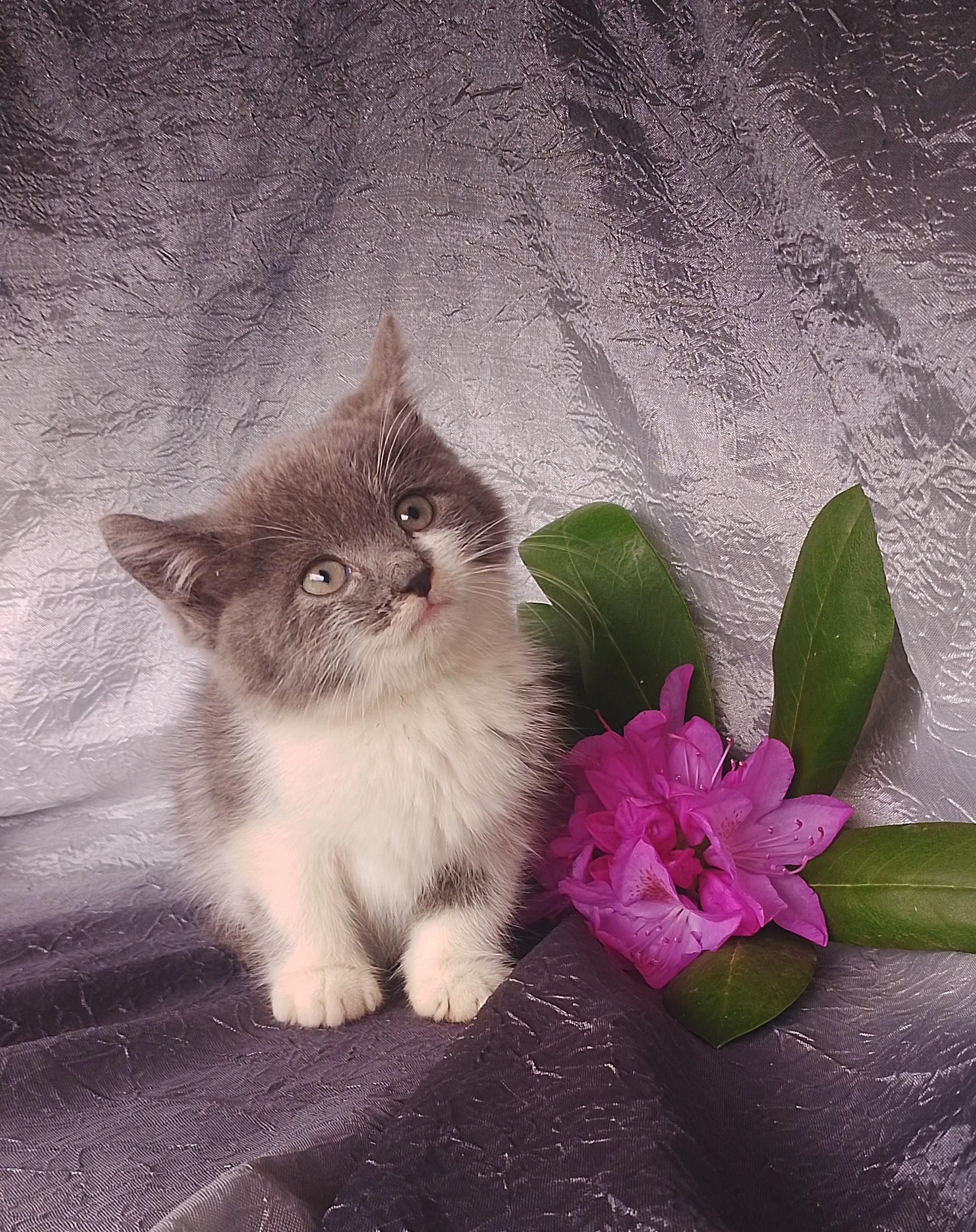 Johnathan 660, ADOPTABLE, Kitten Male Domestic Medium Hair.
