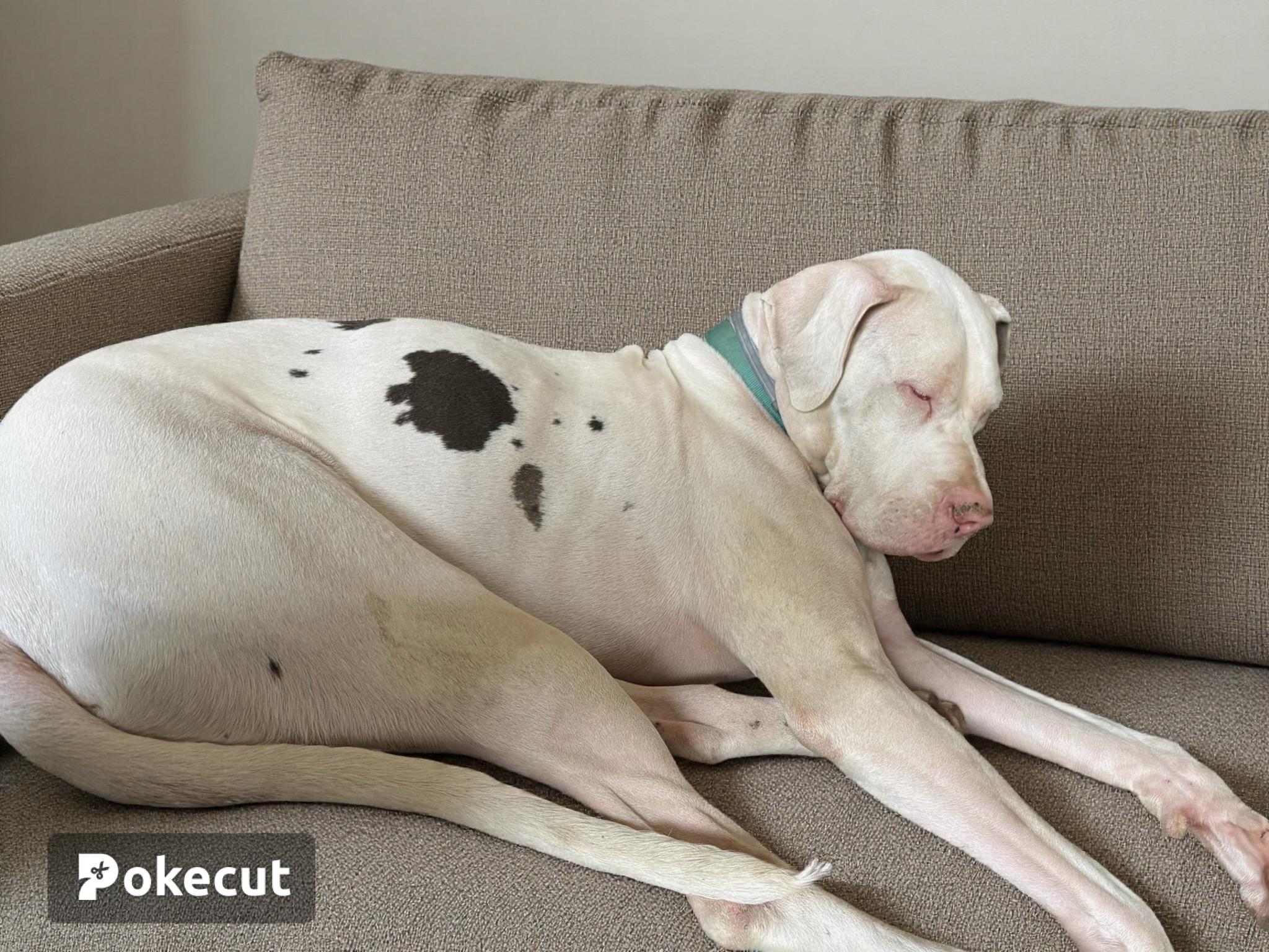 Enlarge Skylar , a ADOPTABLE Great Dane in Woodbury, NJ image 2/2