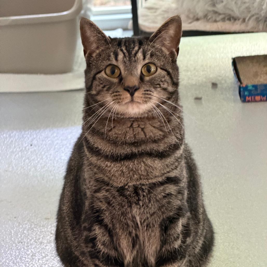 Bohemia, Adoptable, Adult Female Domestic Short Hair.
