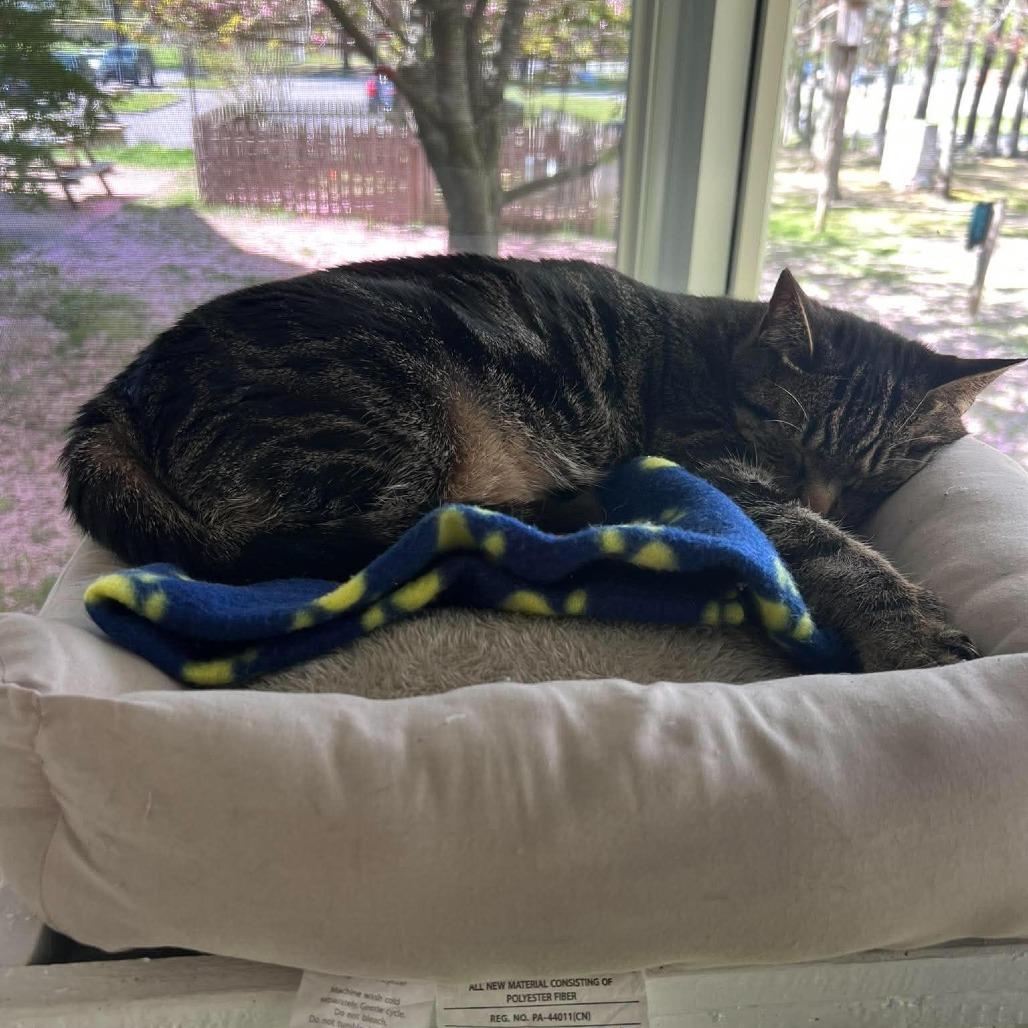 Enlarge Bohemia, a Adoptable Domestic Short Hair in Hampton Bays, NY image 1/4