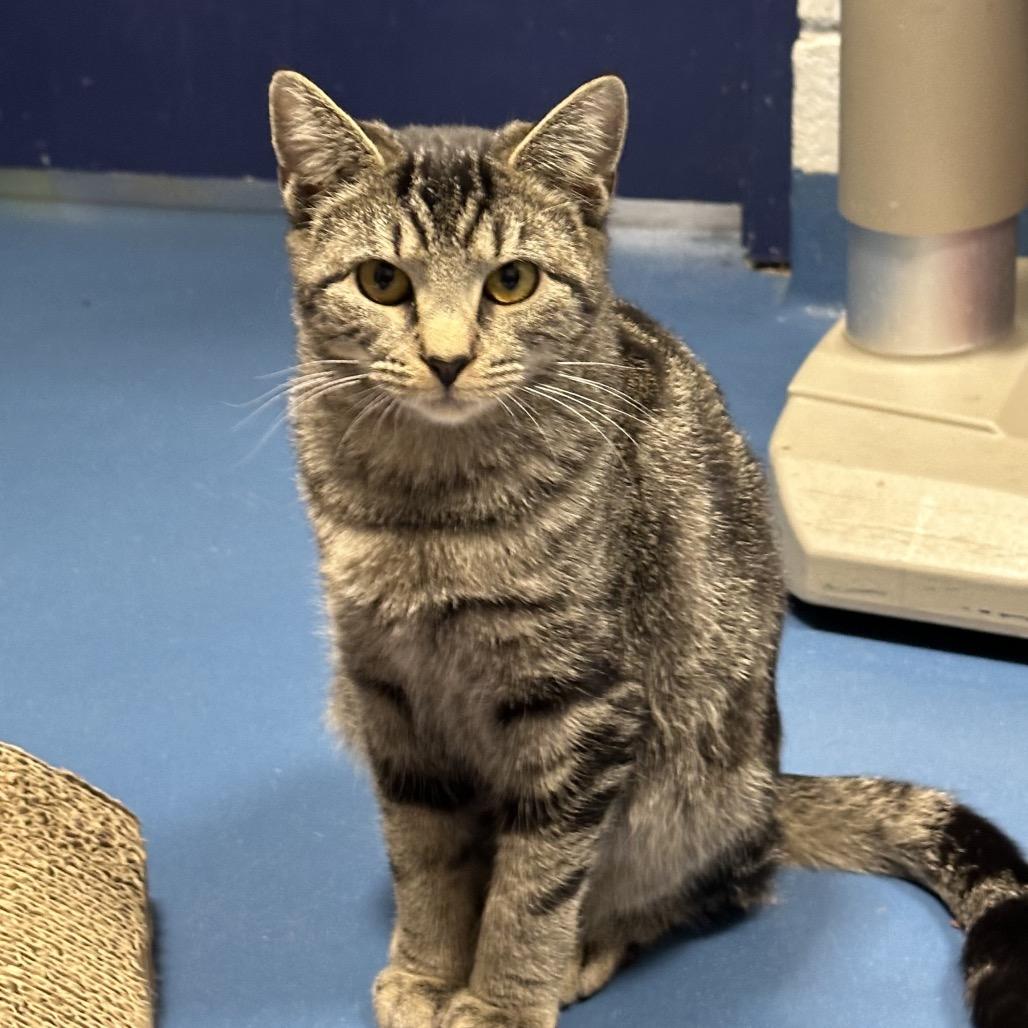 Bohemia, Adoptable, Adult Female Domestic Short Hair.