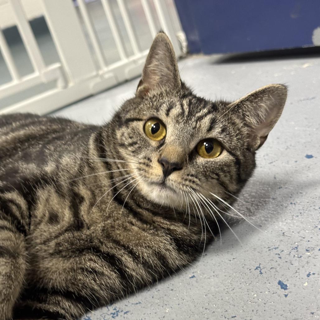 Bohemia, a Adoptable Domestic Short Hair in Hampton Bays, NY image 2/3