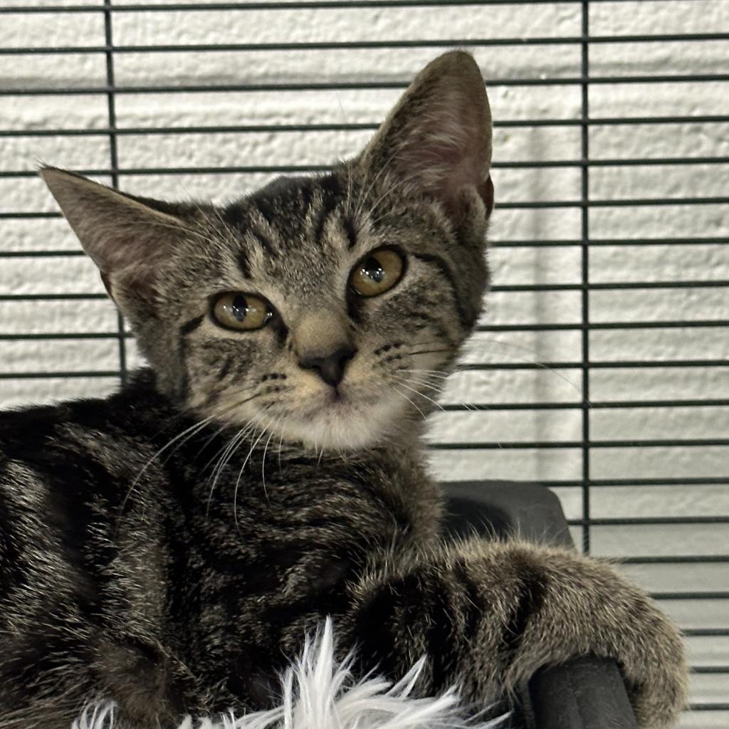 Bohemia, a Adoptable Domestic Short Hair in Hampton Bays, NY image 3/3