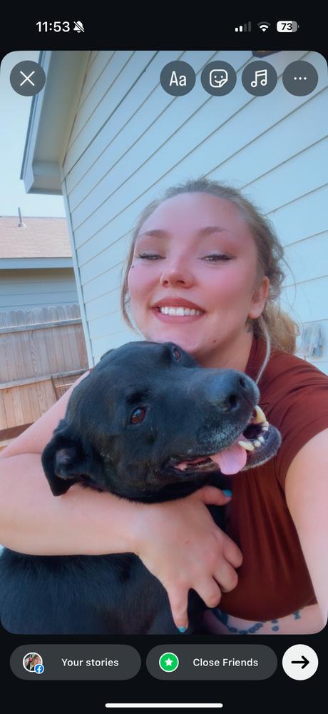 Zeus, Adoptable, Adult Male Labrador Retriever.