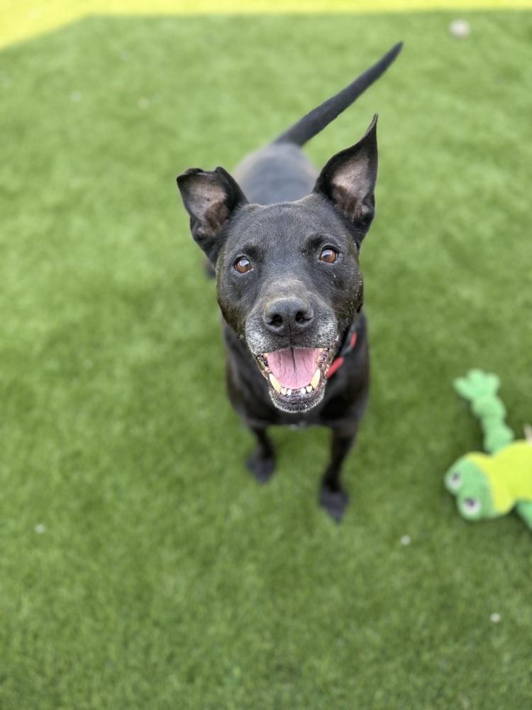 Enlarge Zeus, a Adoptable Labrador Retriever in New Bedford, MA image 3/6
