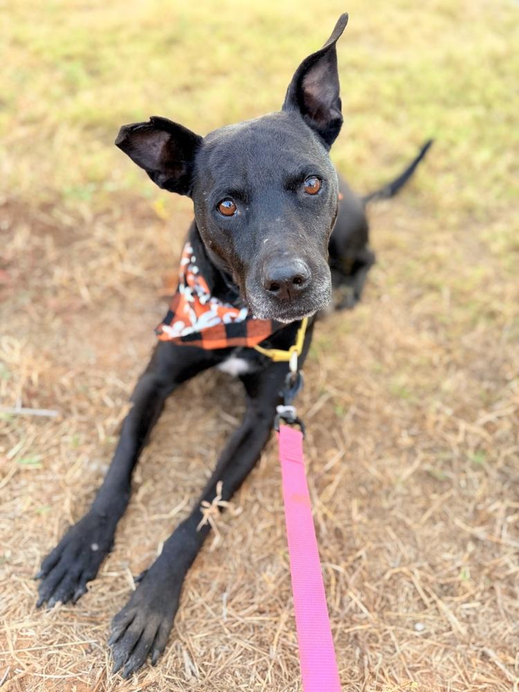 Enlarge Zeus, a Adoptable Labrador Retriever in New Bedford, MA image 4/6
