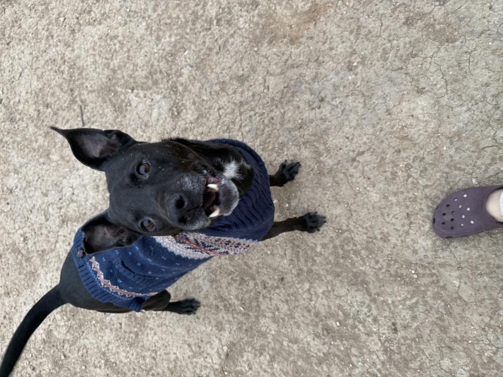 Enlarge Zeus, a Adoptable Labrador Retriever in New Bedford, MA image 5/6