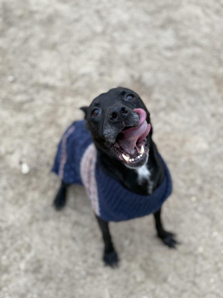 Enlarge Zeus, a Adoptable Labrador Retriever in New Bedford, MA image 6/6