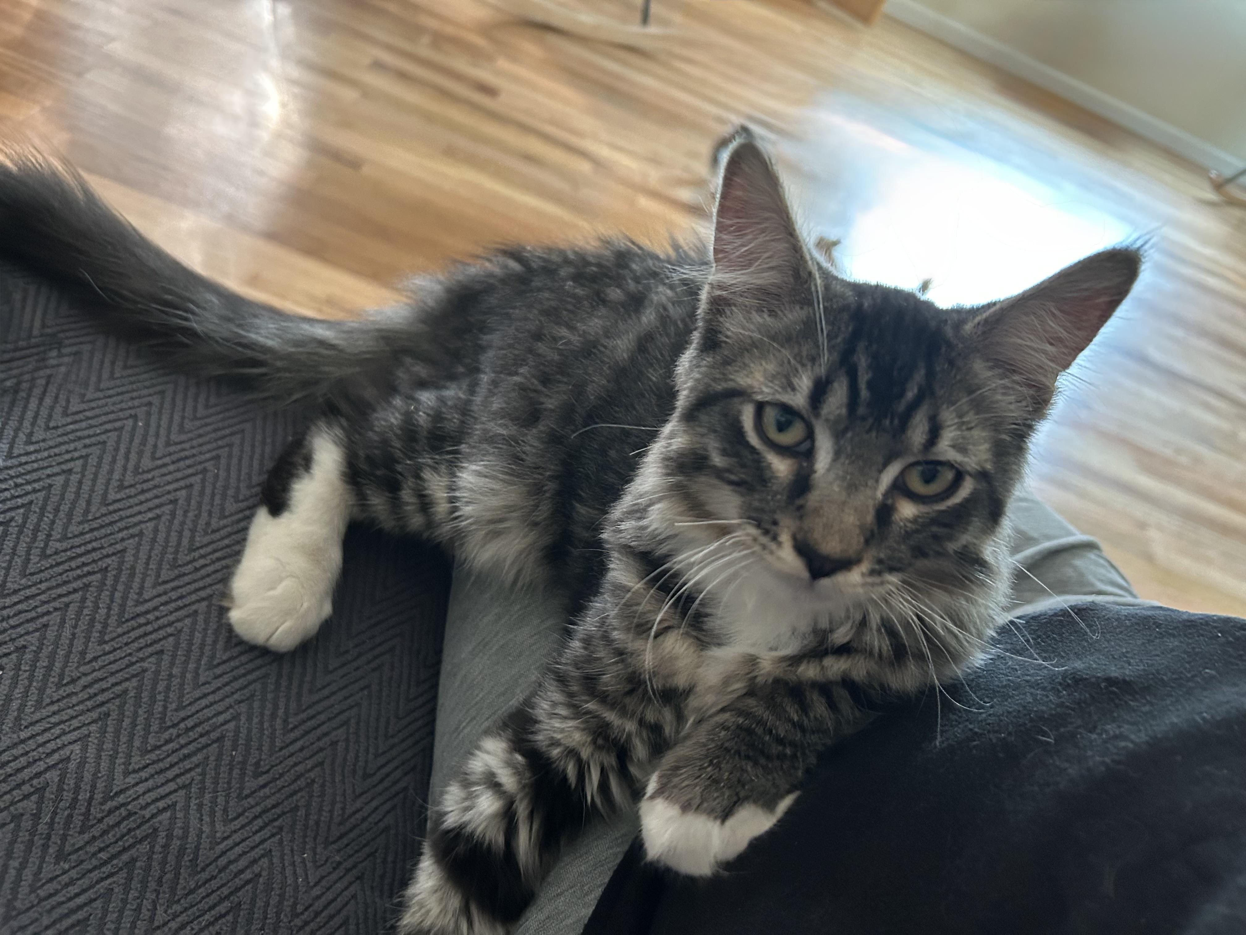 Stoney Ash, an adoptable Siberian, Tabby in Tustin, CA, 92780 | Photo Image 1