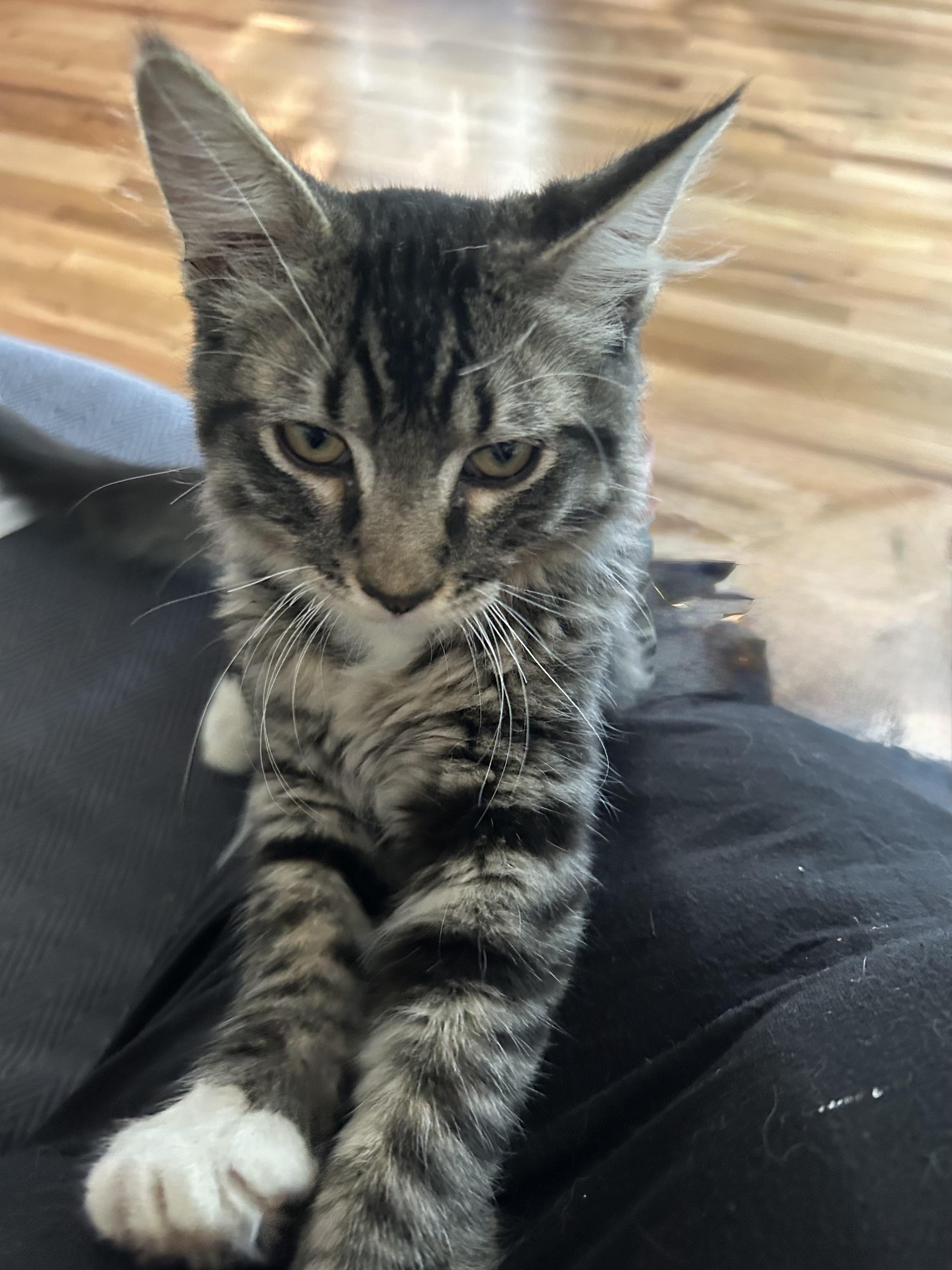 Stoney Ash, an adoptable Siberian, Tabby in Tustin, CA, 92780 | Photo Image 2