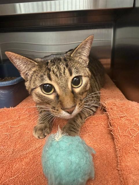 NALA, Adoptable, Young Female Domestic Short Hair.