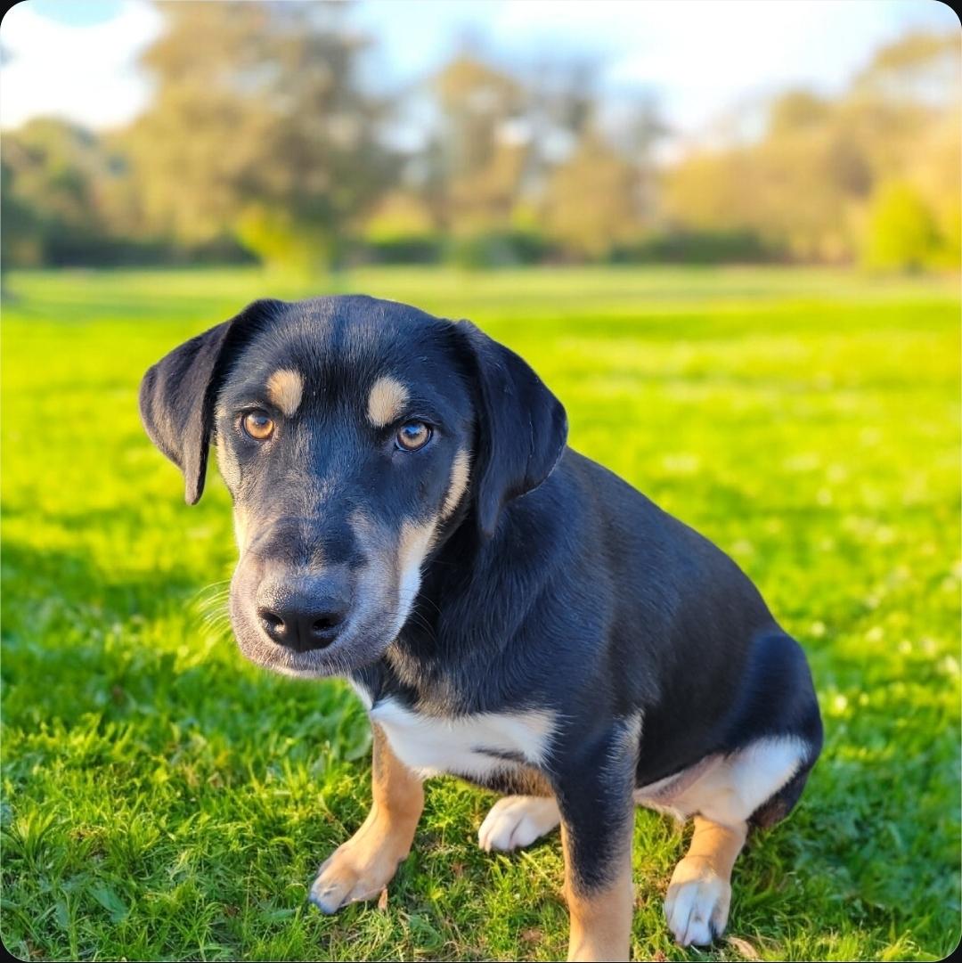 Enlarge Donna, an adopted mixed breed in Elwood, NJ image 2/3