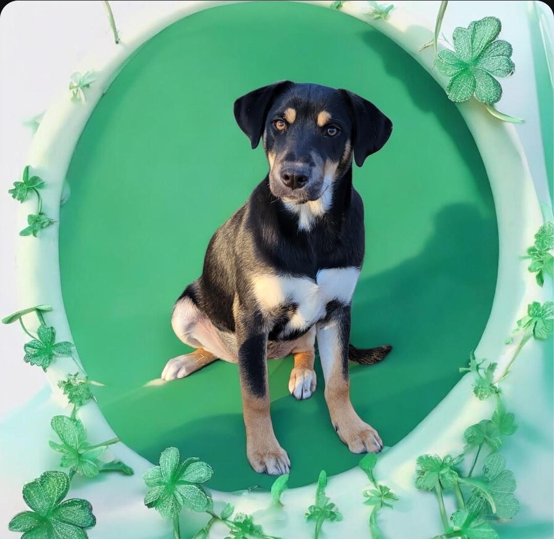 Enlarge Donna, an adopted mixed breed in Elwood, NJ image 3/3