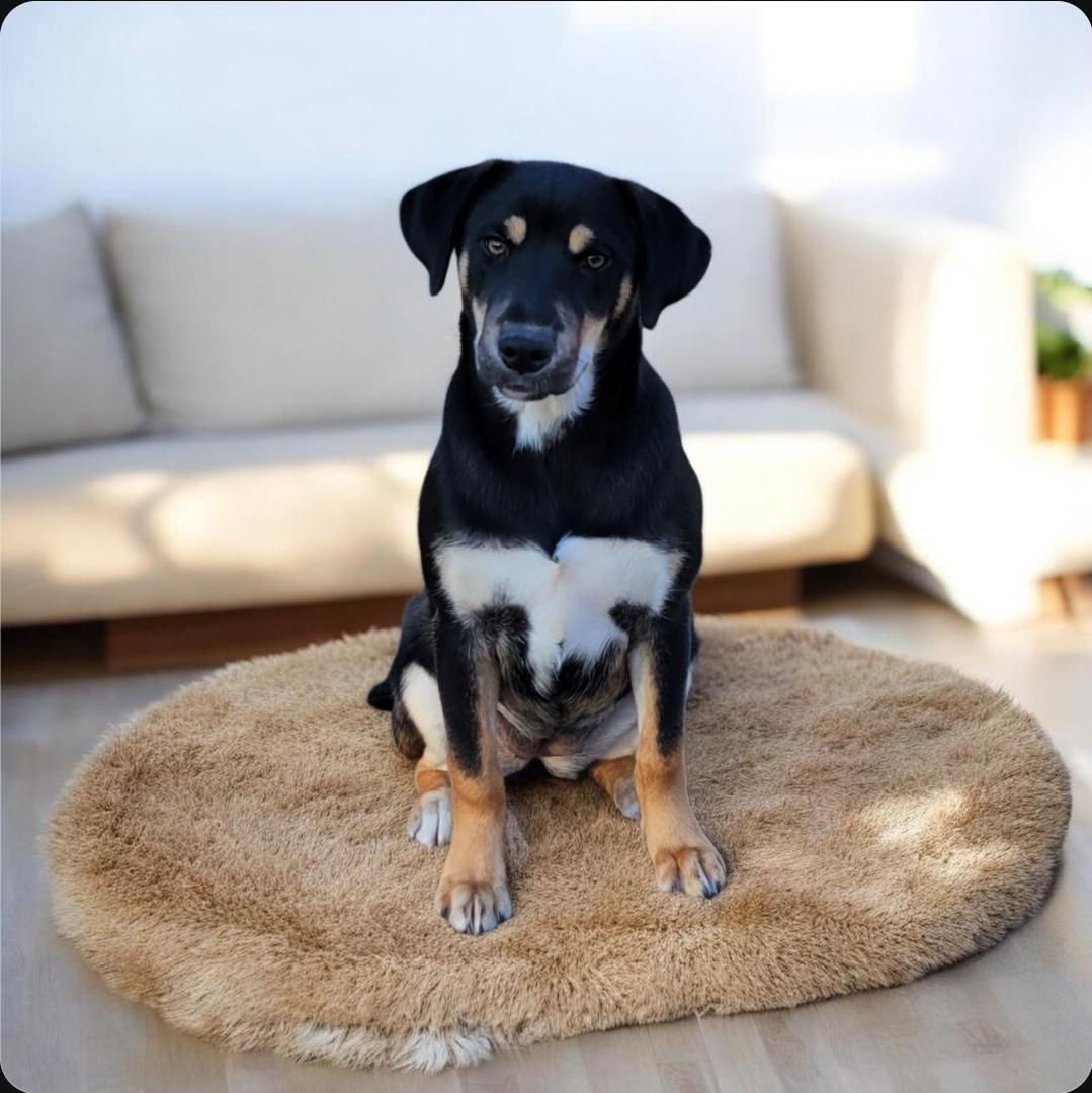 Donna, Adoptable, Puppy Female Hound & Labrador Retriever.