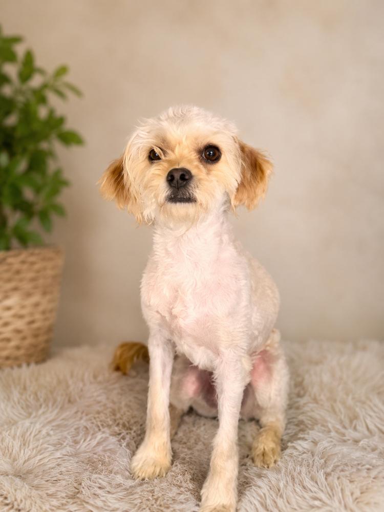 Scrappy, Adoptable, Young Male Terrier & Mixed Breed.