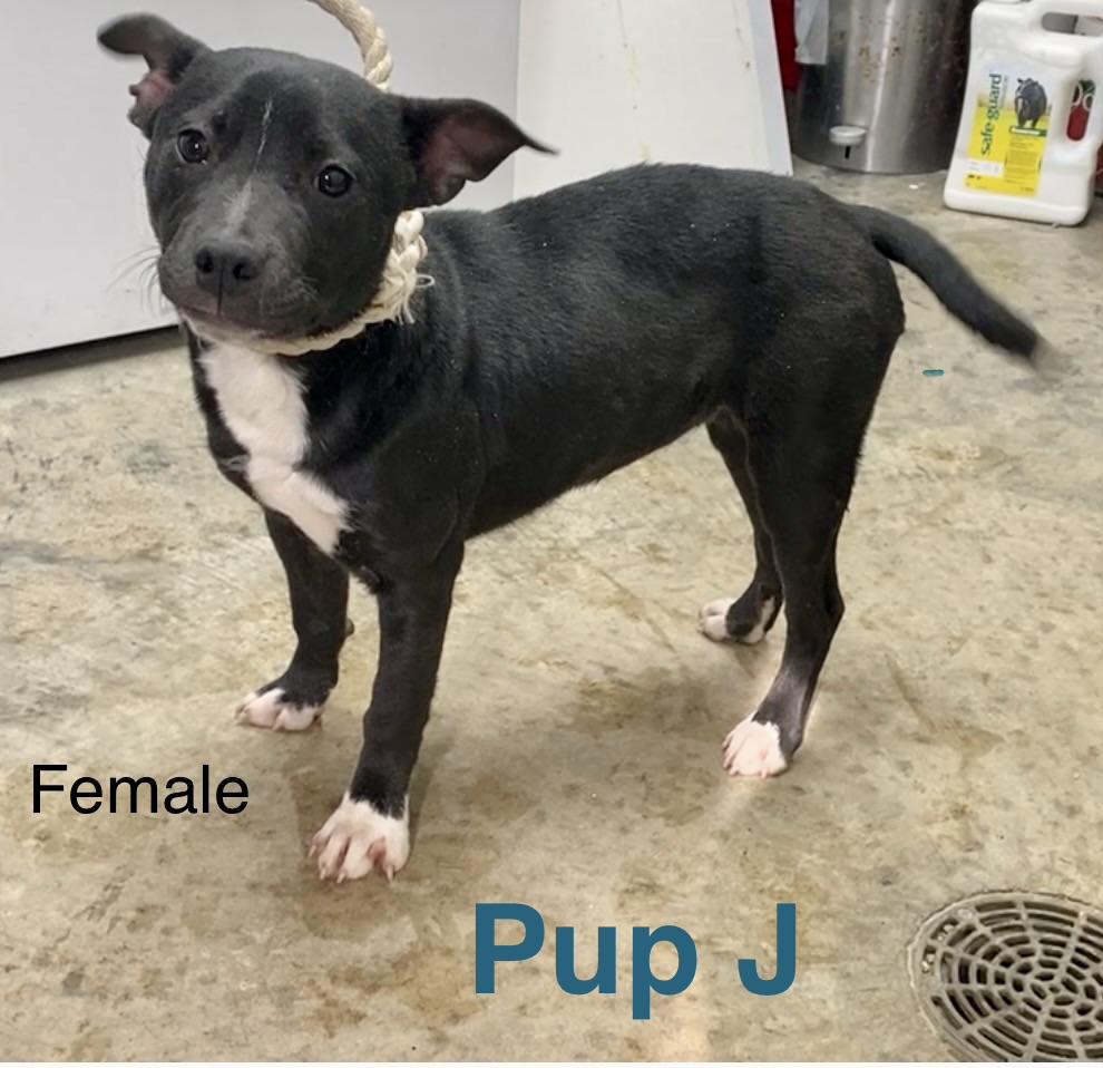 Pup J, ADOPTABLE, Young Female Mixed Breed.