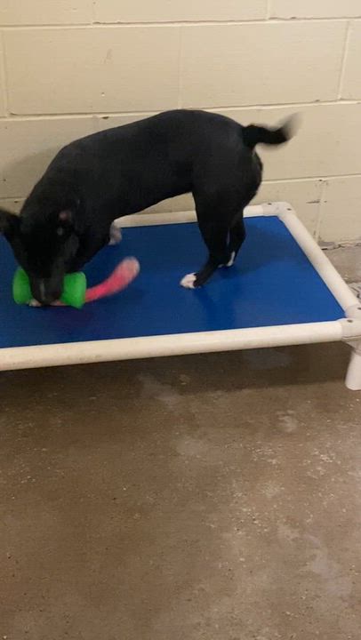 Enlarge Pup J, a ADOPTABLE Mixed Breed in Pomeroy, OH video 2/2