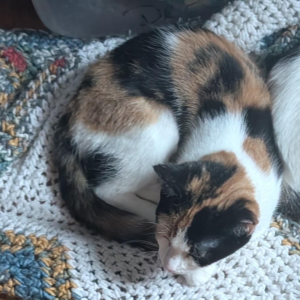 Paisley, Adopted, Kitten Female Domestic Short Hair.