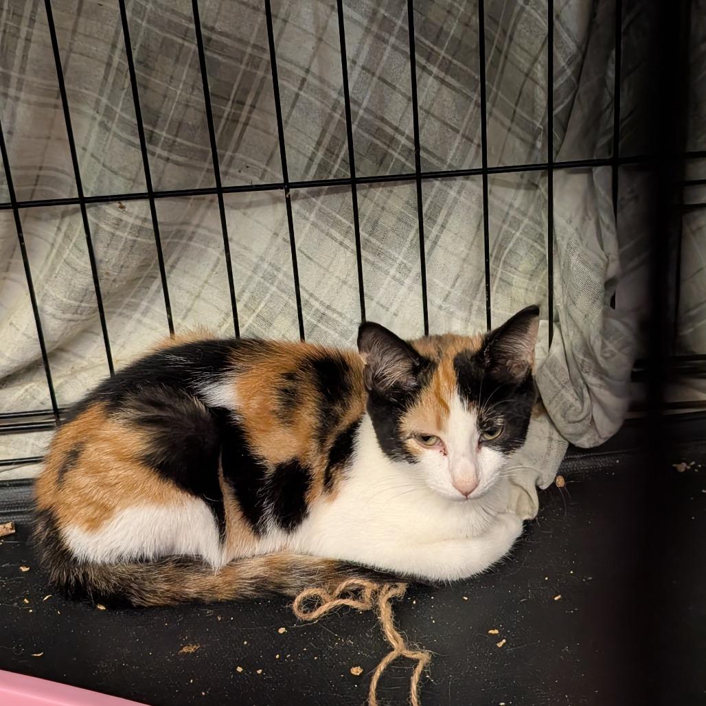 Enlarge Paisley, a Adopted Domestic Short Hair in Bel Air, MD image 2/2