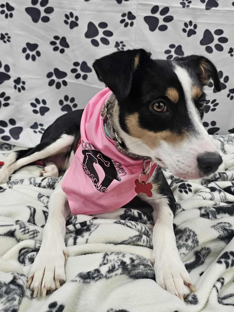 Vivian, Adoptable, Young Female Rat Terrier & Australian Shepherd.