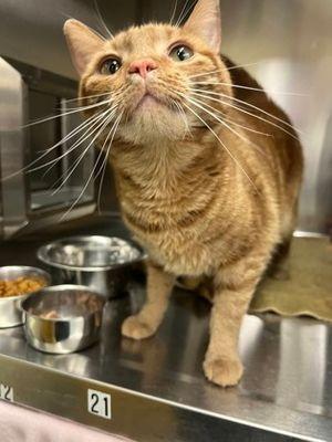 Pumpkin, ADOPTABLE, Adult Female Domestic Short Hair.