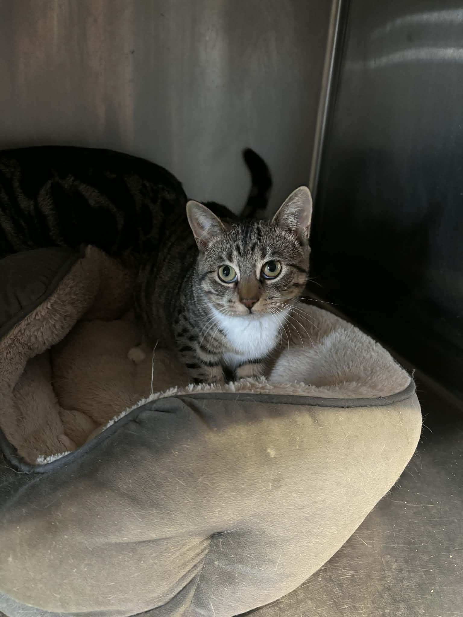 Opal, ADOPTABLE, Young Female Domestic Short Hair.