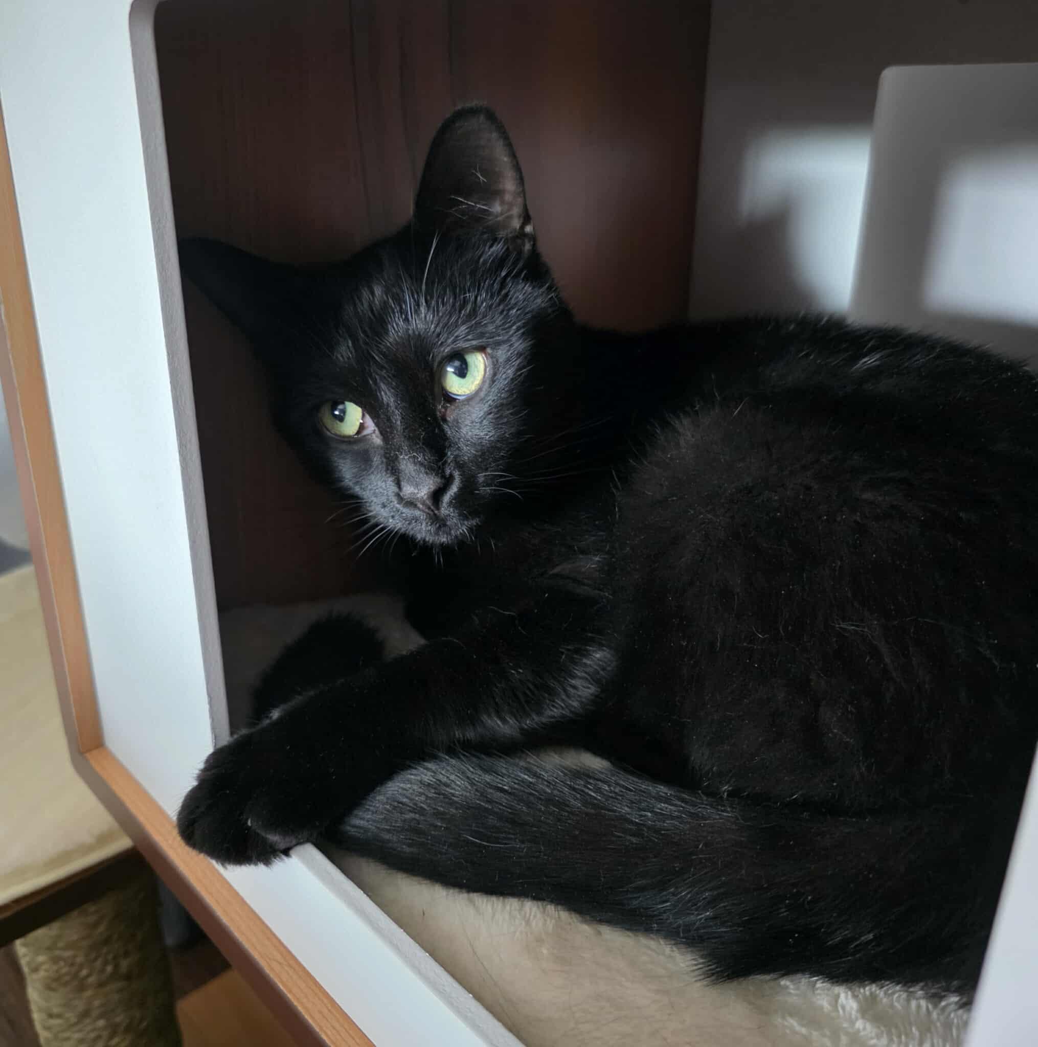 Lay's, an adoptable Domestic Short Hair in Terrebonne, QC, J6Y 1H9 | Photo Image 3