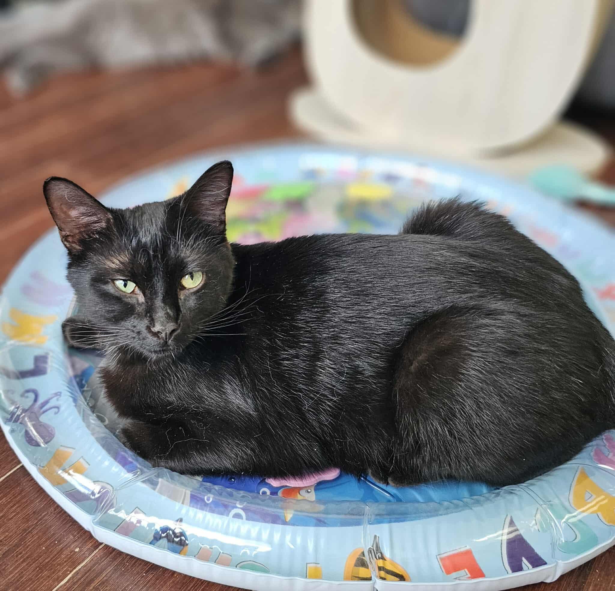 Lay's, an adoptable Domestic Short Hair in Terrebonne, QC, J6Y 1H9 | Photo Image 6