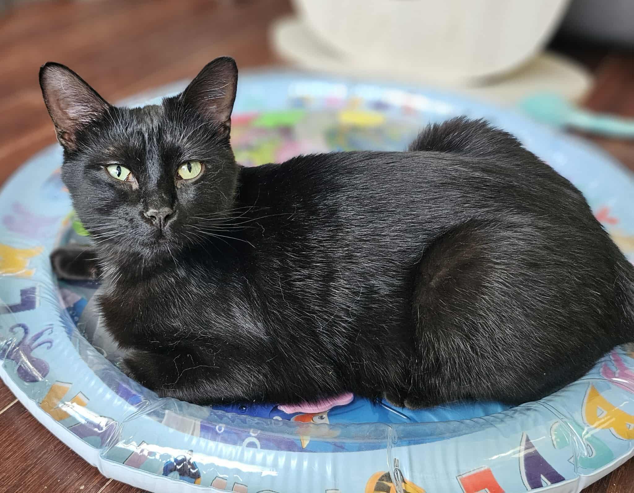 Lay's, an adoptable Domestic Short Hair in Terrebonne, QC, J6Y 1H9 | Photo Image 1