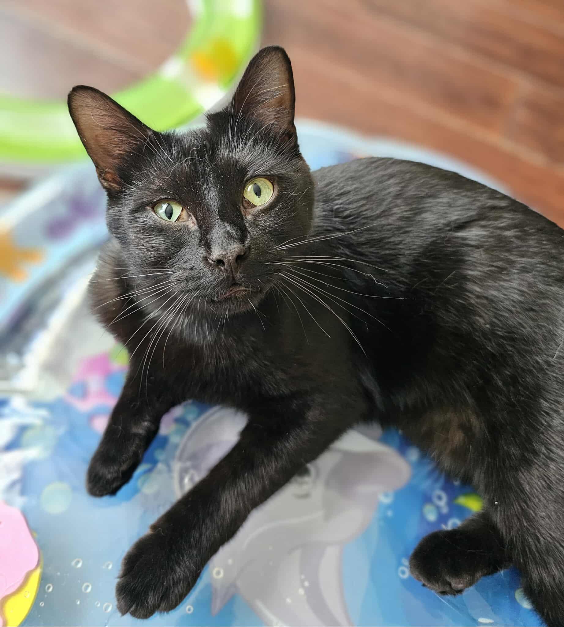 Lay's, an adoptable Domestic Short Hair in Terrebonne, QC, J6Y 1H9 | Photo Image 6