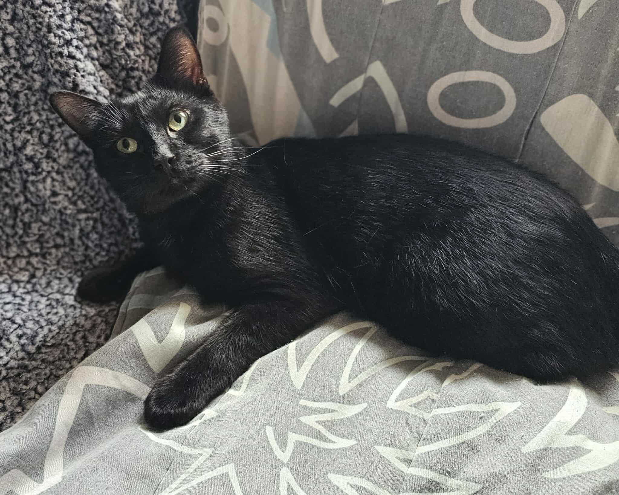 Lay's, an adoptable Domestic Short Hair in Terrebonne, QC, J6Y 1H9 | Photo Image 2