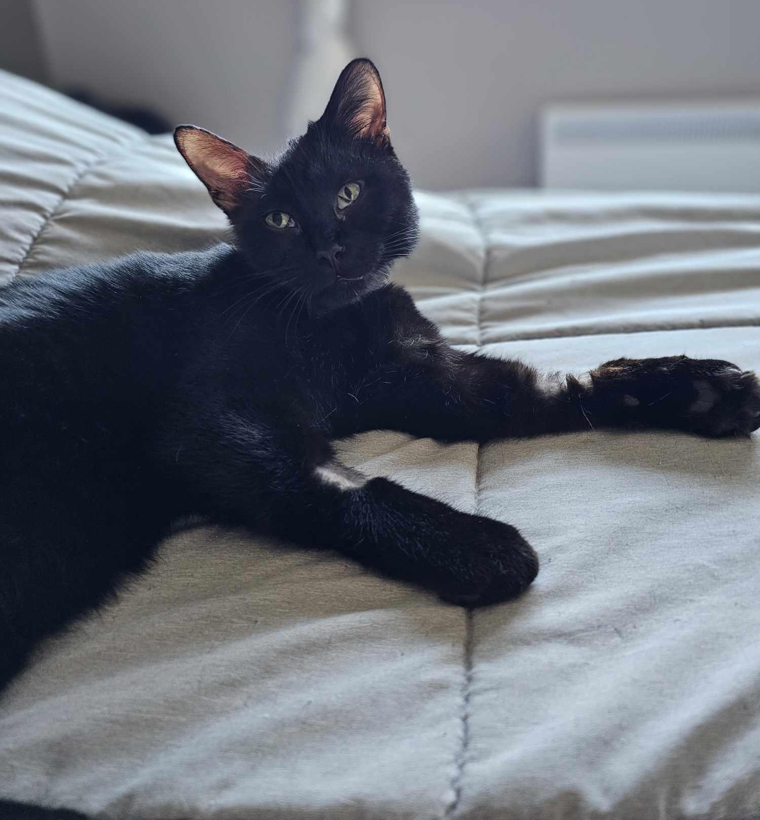 Lay's, an adoptable Domestic Short Hair in Terrebonne, QC, J6Y 1H9 | Photo Image 5