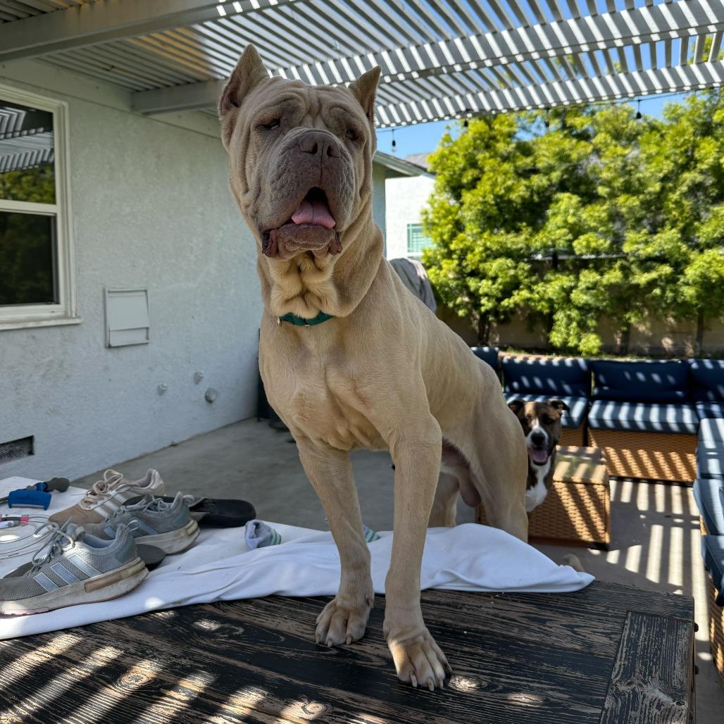 Hercules thumbnail 3