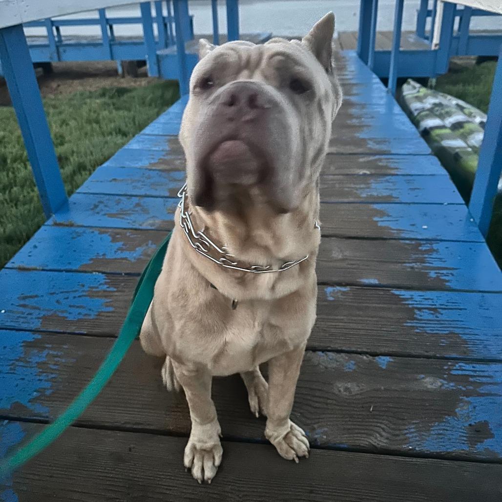 Hercules thumbnail 6