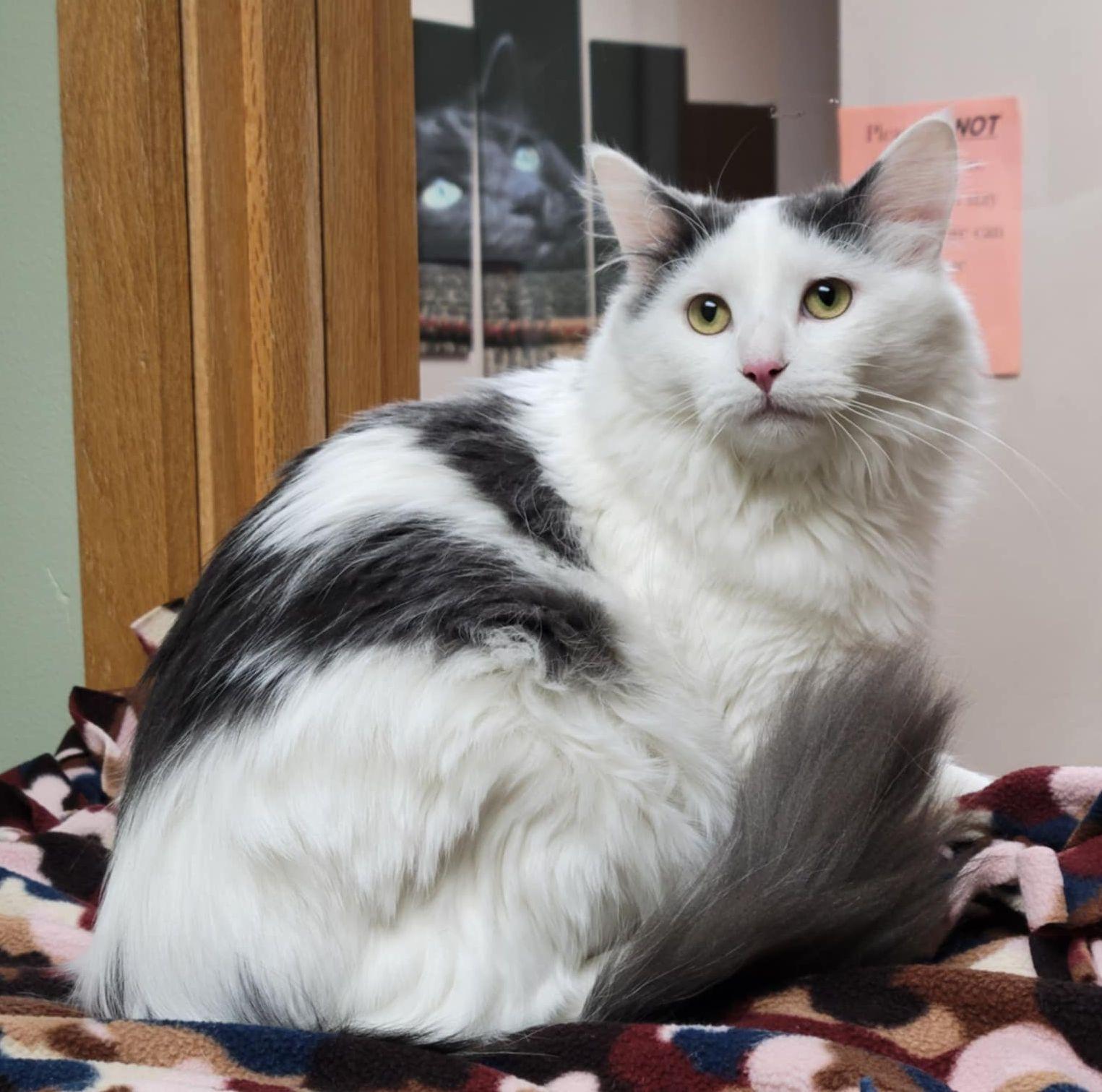 Cobweb, a Adoptable Domestic Medium Hair in Portage, WI image 1/2