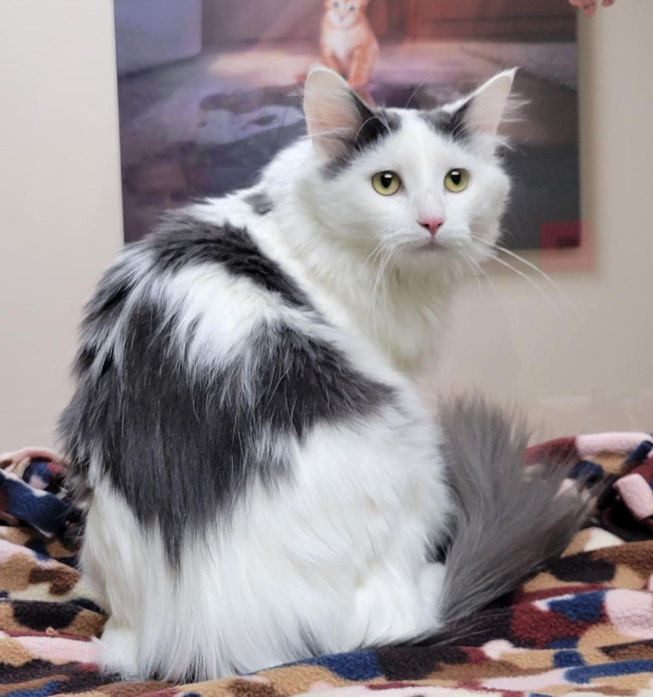 Cobweb, a Adoptable Domestic Medium Hair in Portage, WI image 2/2