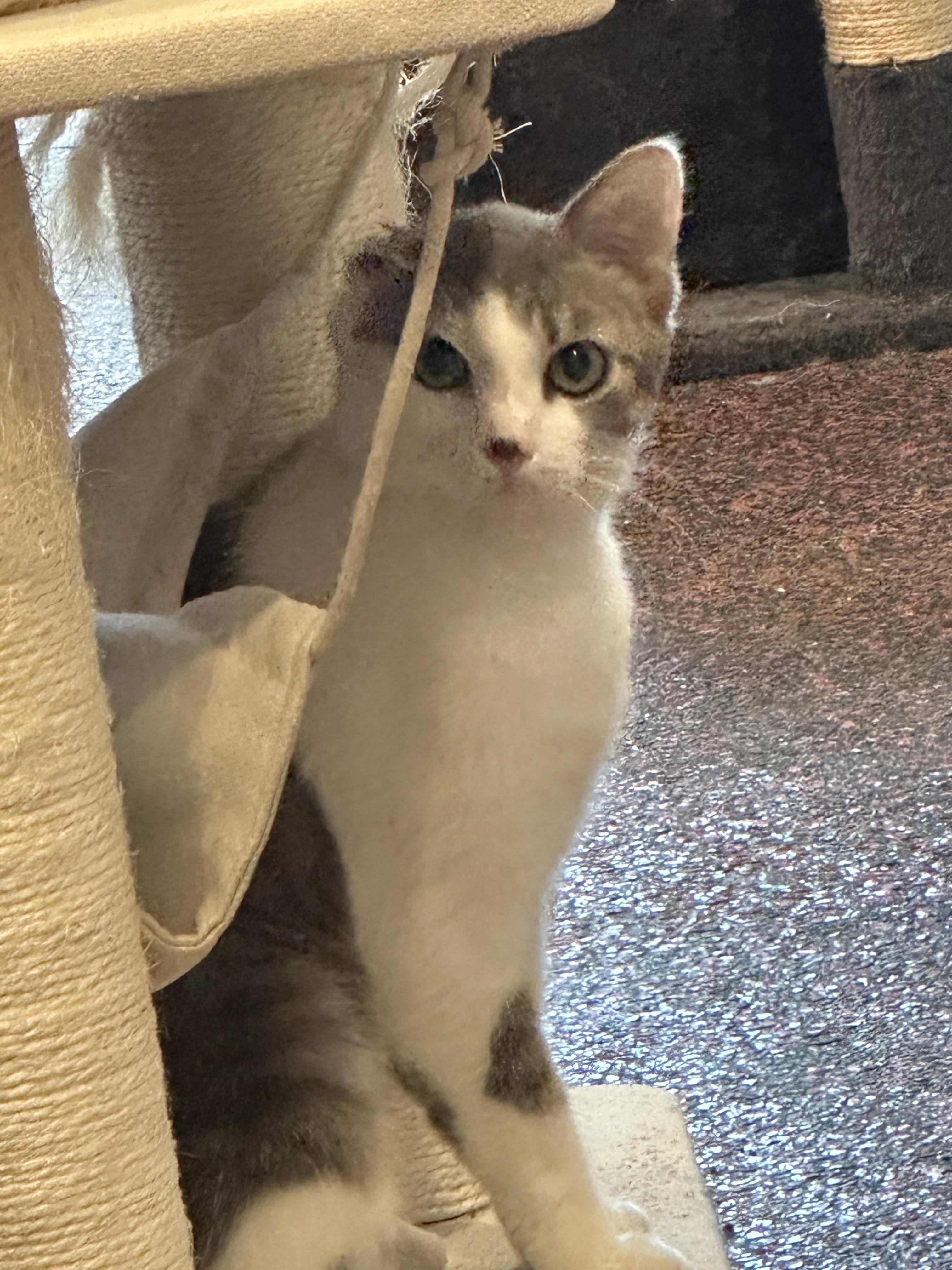Patsy, a ADOPTABLE Domestic Short Hair in Farmington, MN image 1/3