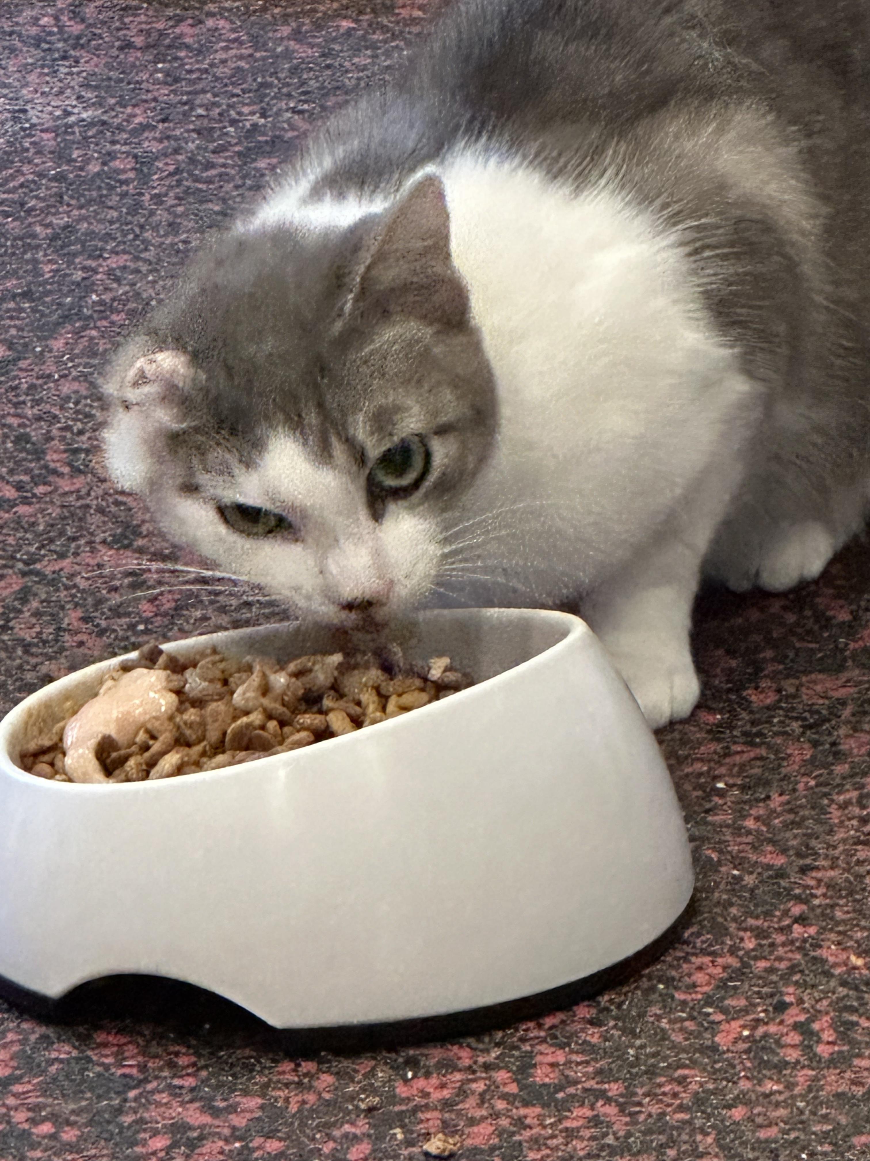 Patsy, a ADOPTABLE Domestic Short Hair in Farmington, MN image 3/3