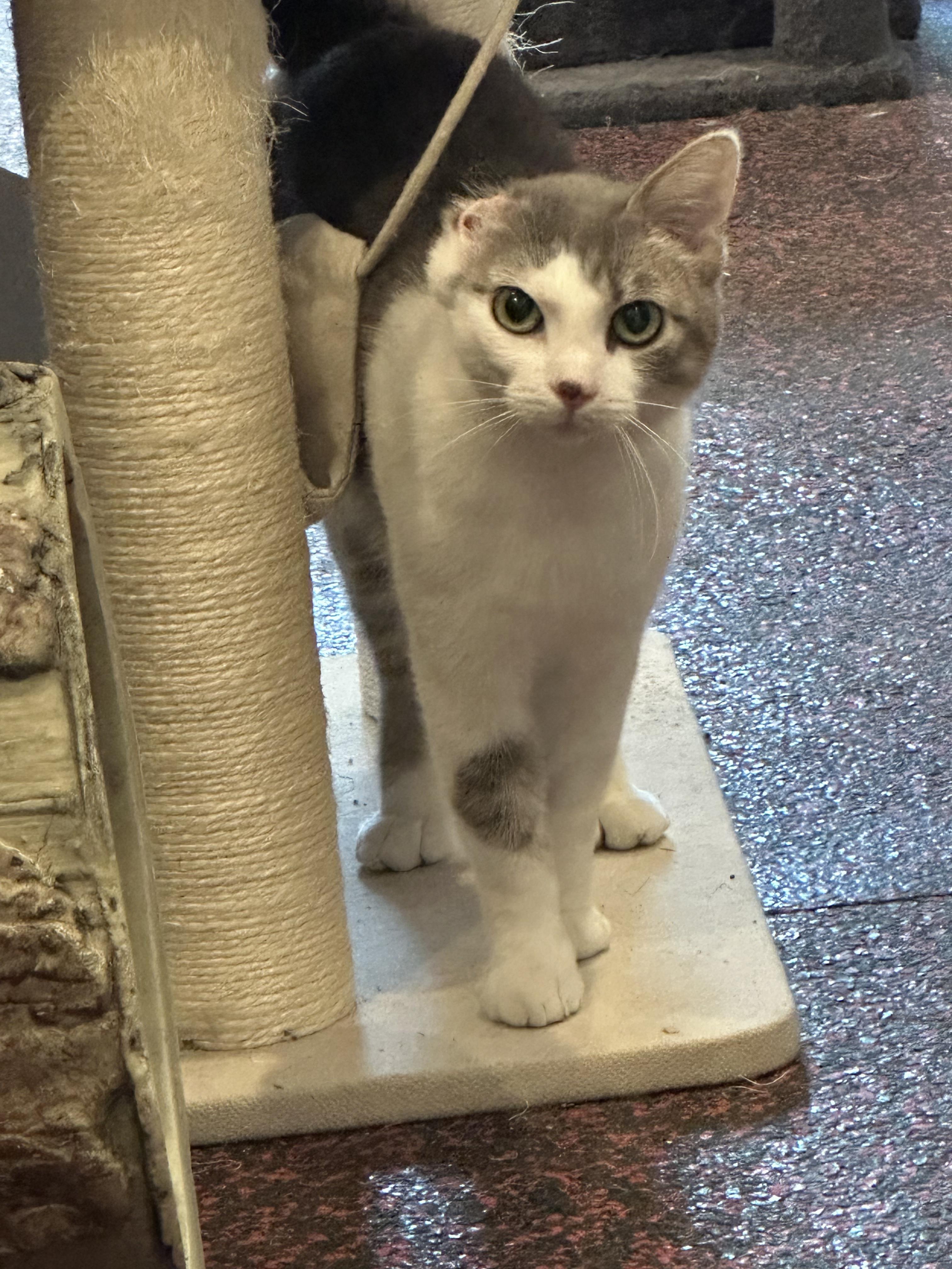 Patsy, a ADOPTABLE Domestic Short Hair in Farmington, MN image 2/3