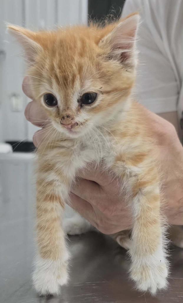 Dodson, Adoptable, Kitten Male Domestic Short Hair.