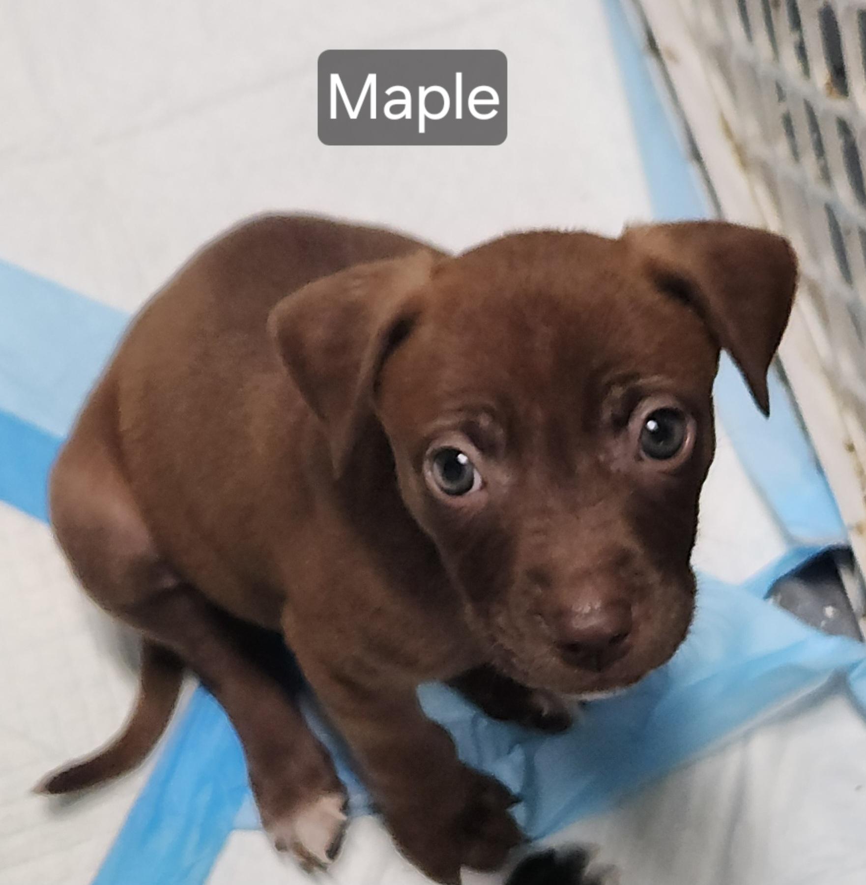 Enlarge Maple, a Adoptable mixed breed in Flintstone, GA image 3/4
