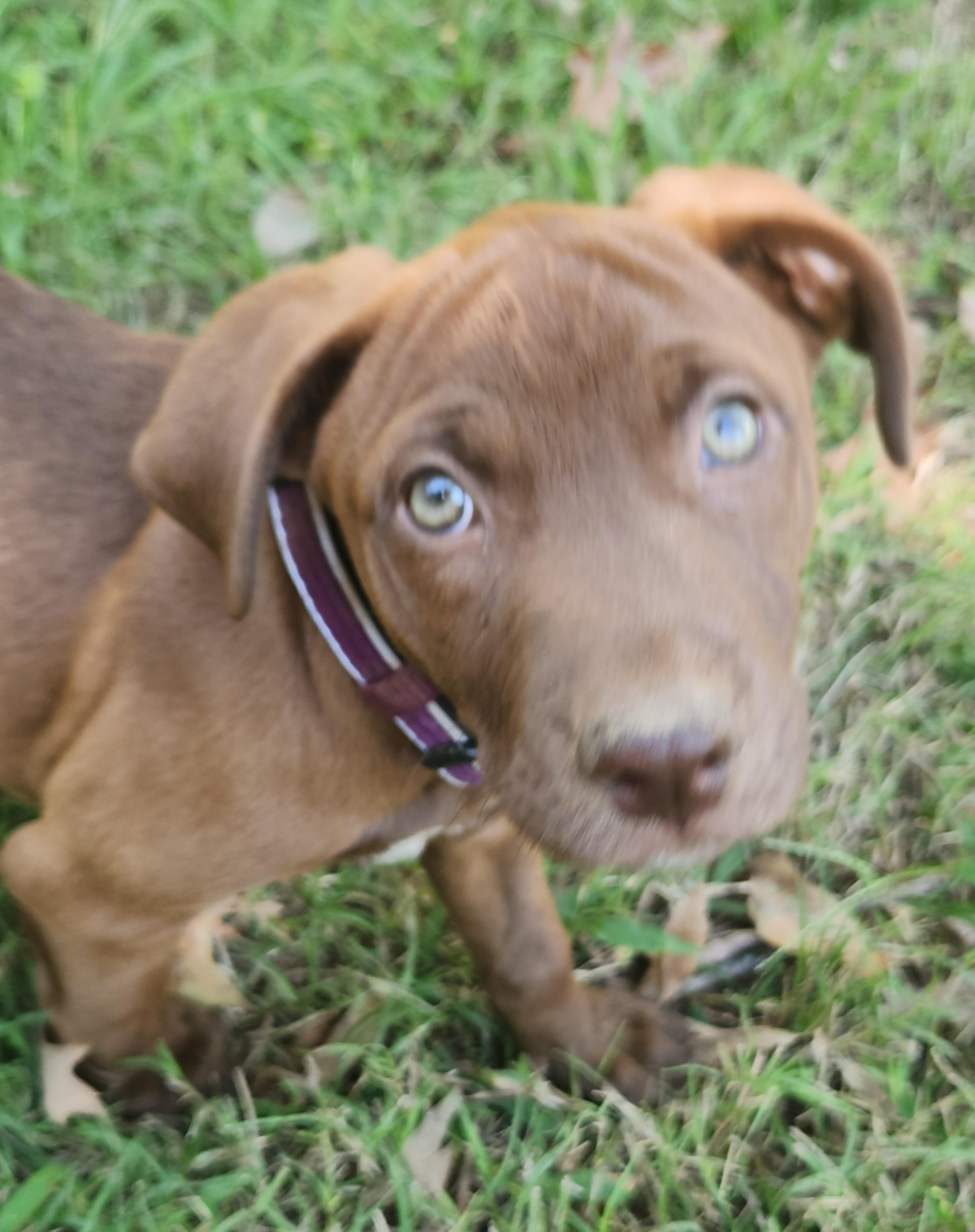 Enlarge Maple, a Adoption Pending mixed breed in Flintstone, GA image 4/5