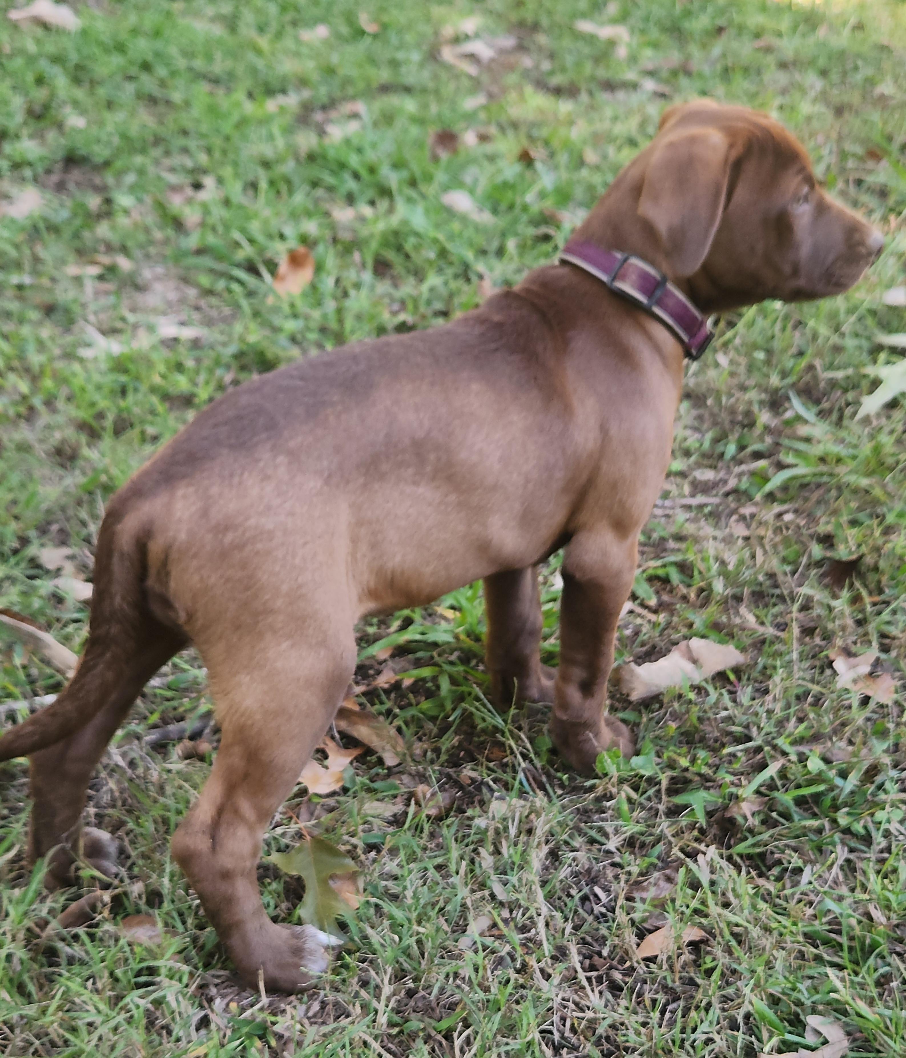 Enlarge Maple, a Adoption Pending mixed breed in Flintstone, GA image 5/5