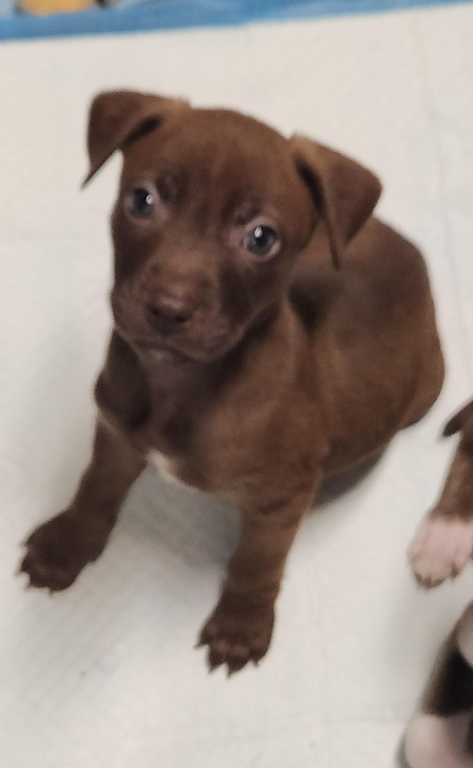 Maple, Adoptable, Puppy Female Terrier & Labrador Retriever.