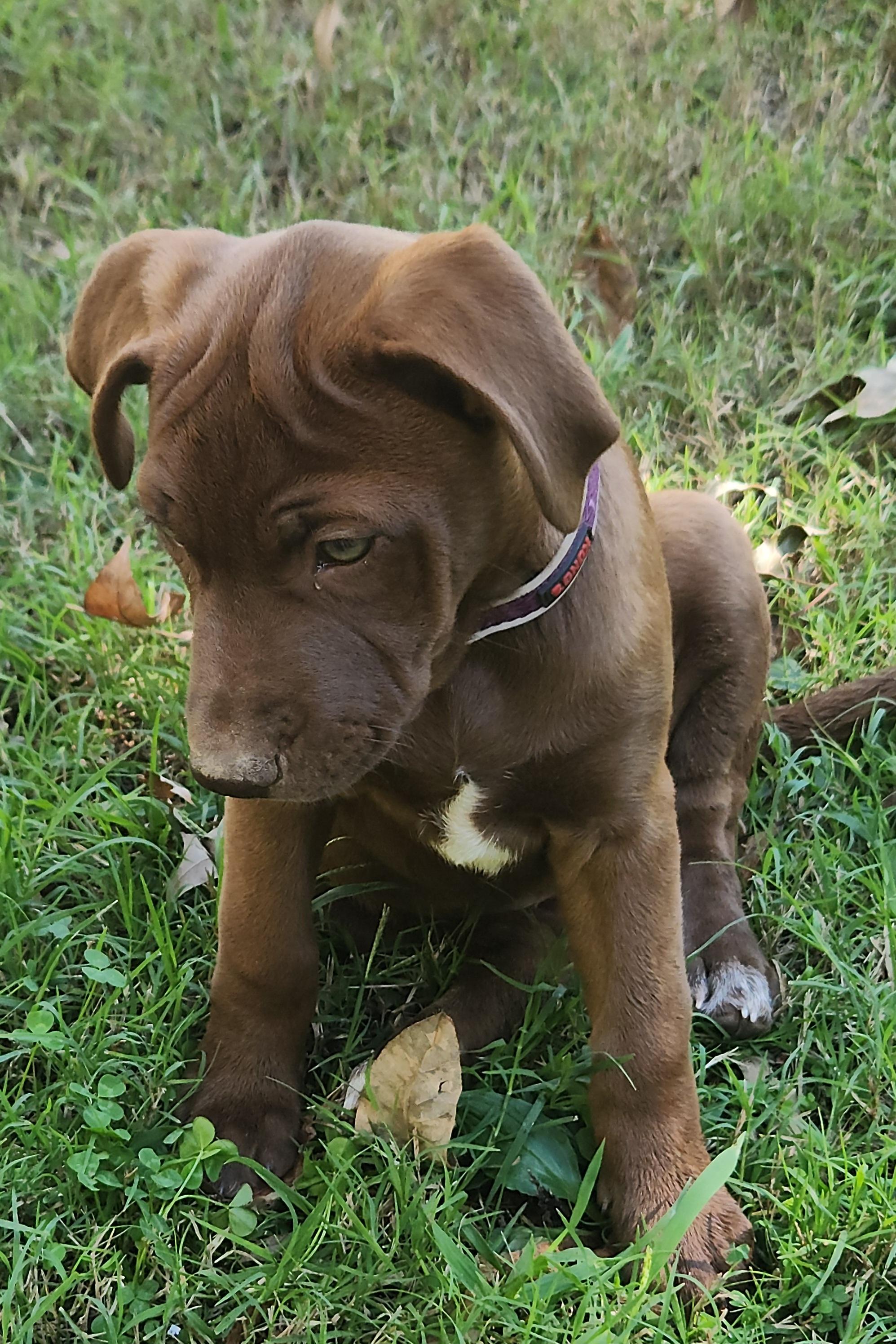 Maple, Adoptable, Puppy Female Terrier & Labrador Retriever.