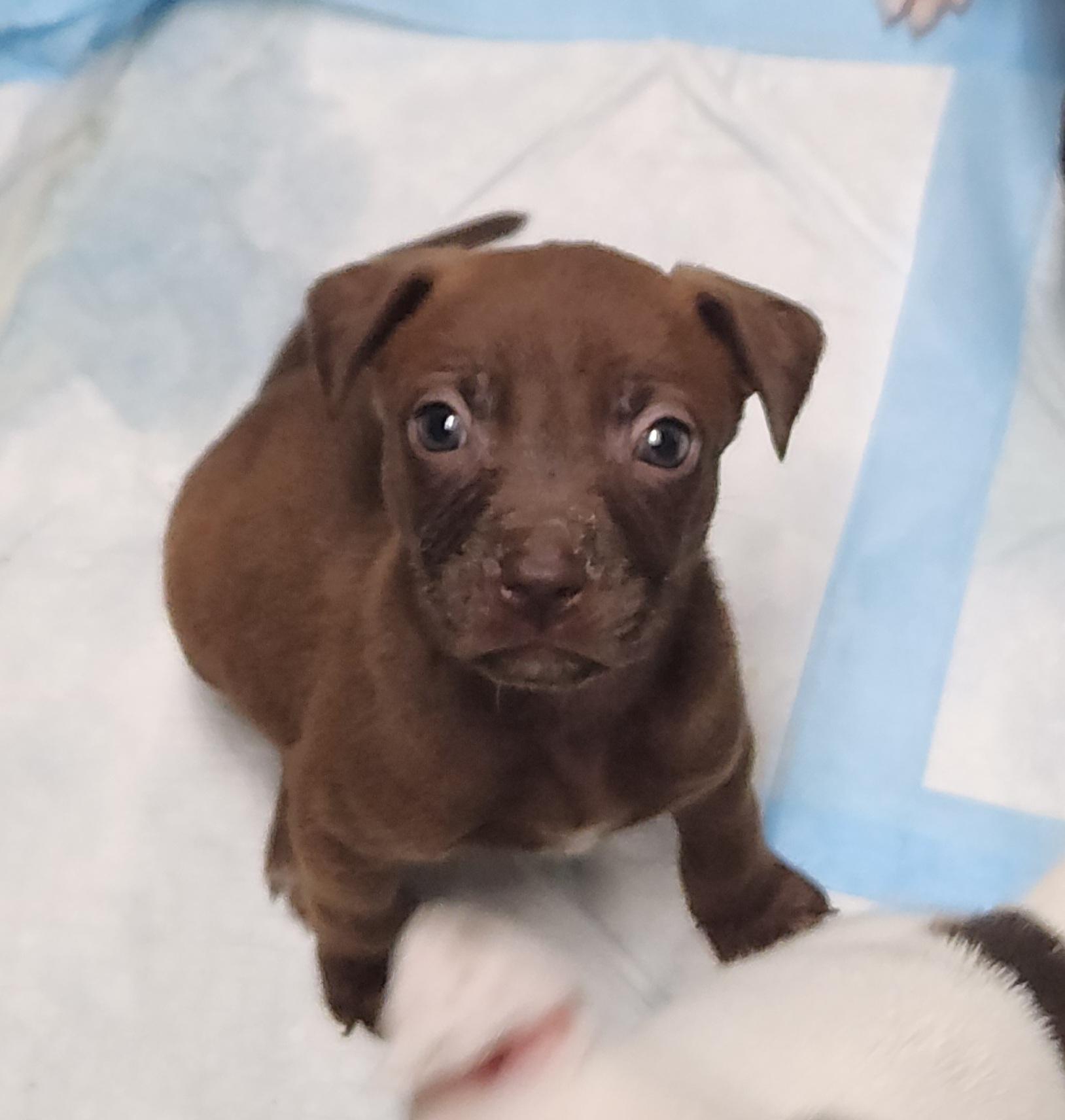 Enlarge Maple, a Adoptable mixed breed in Flintstone, GA image 4/4